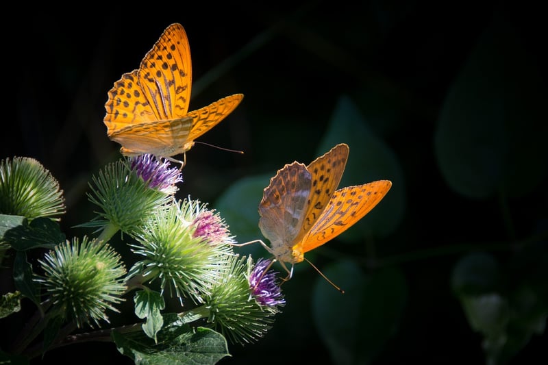 Butterfly Effect Mitigation